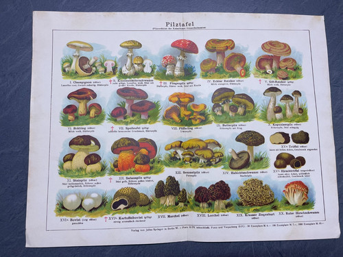 Alte pilztafel kaiserliches - alte,