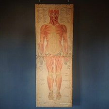antikes Anatomie Plakat