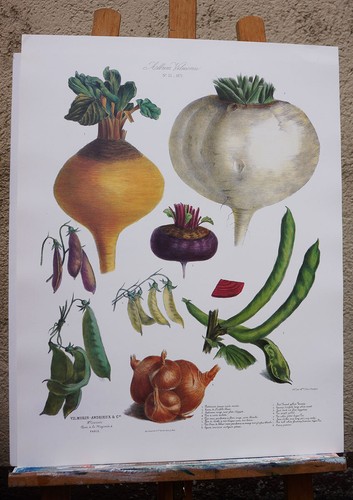 Kunstdruck plakat botanisch - kunstdruck,