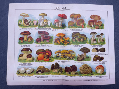 Historische pilztafel 1904 - historische,