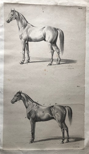 Kunstdruck zach anatomie pferd - zach,